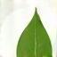 Icône écologie - feuille verte